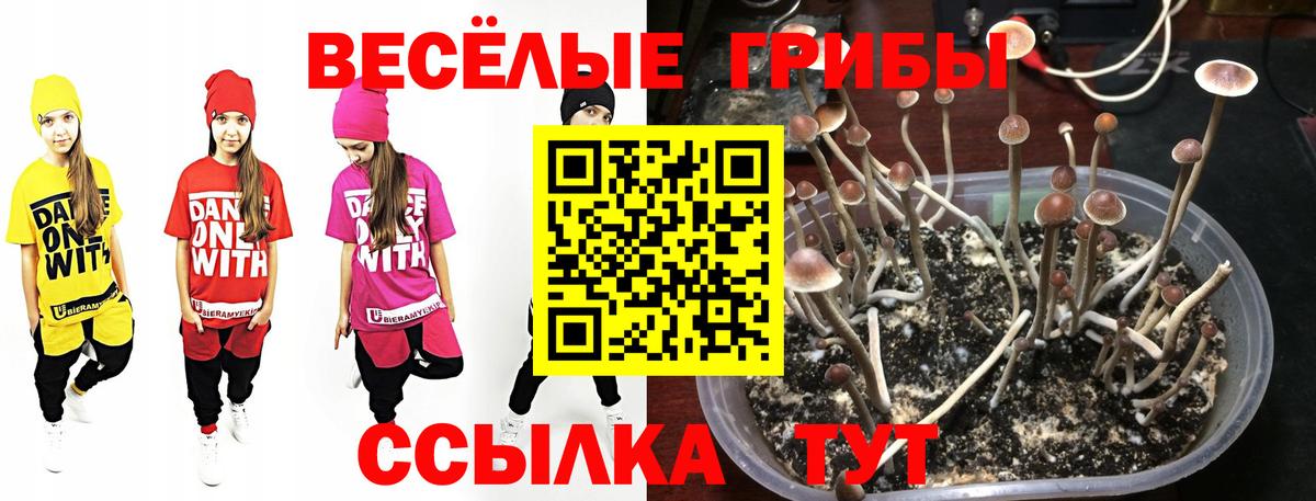 Псилоцибиновые грибы мицелий Жигулёвск